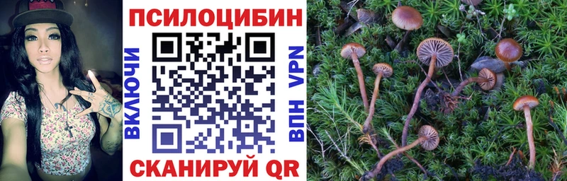 Псилоцибиновые грибы прущие грибы  сайты даркнета клад  Опочка 
